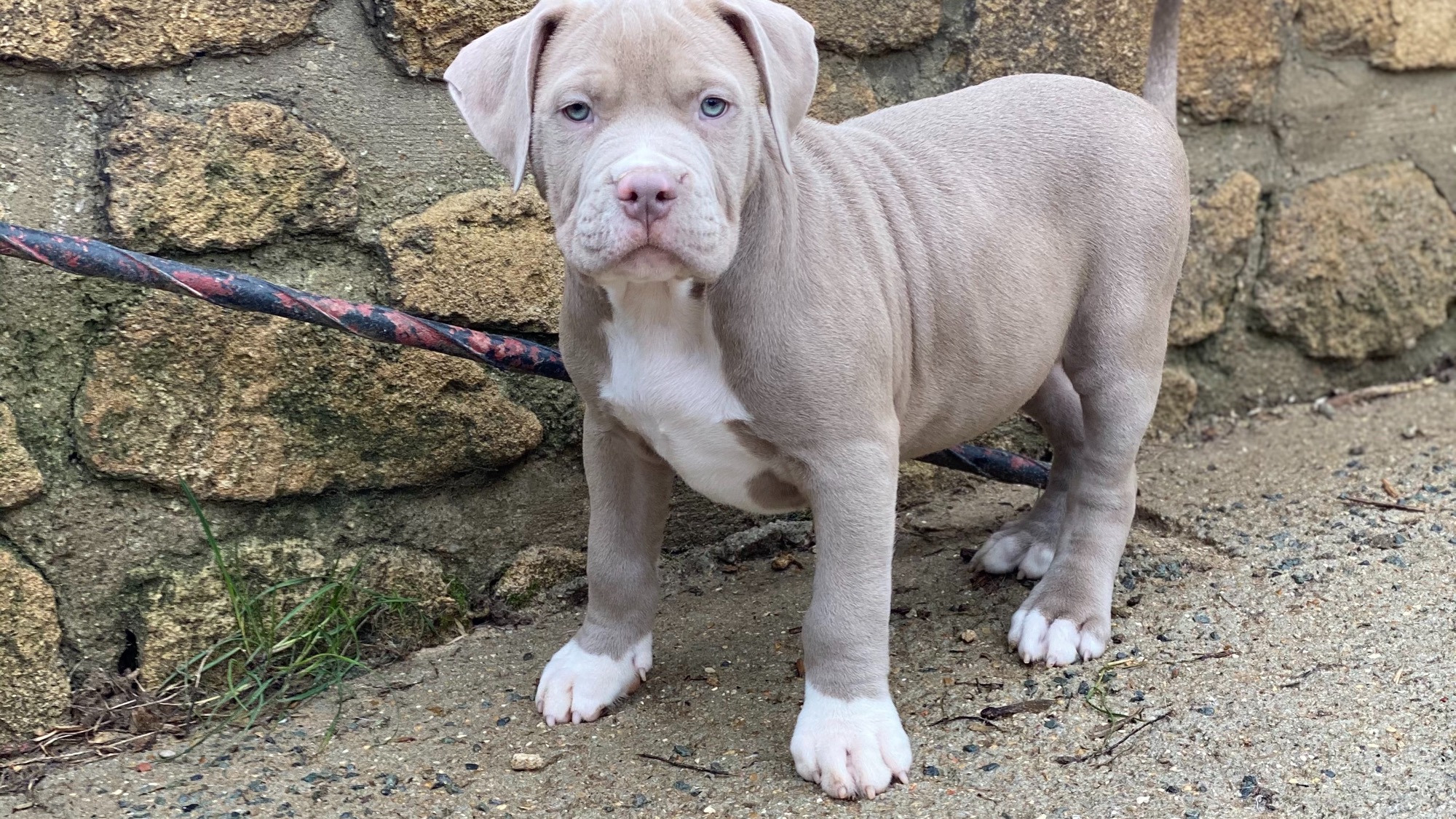 Chiot mâle bully xl