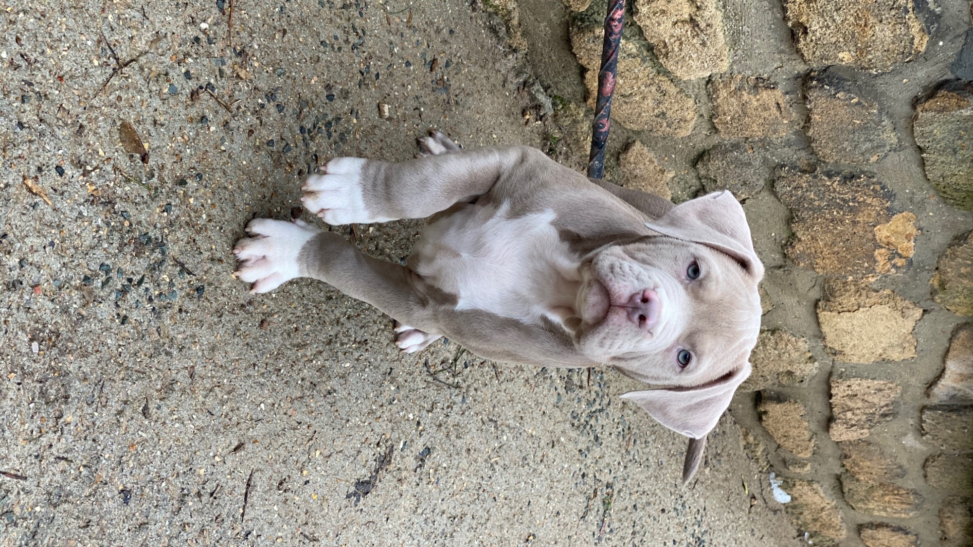 Chiot mâle bully xl