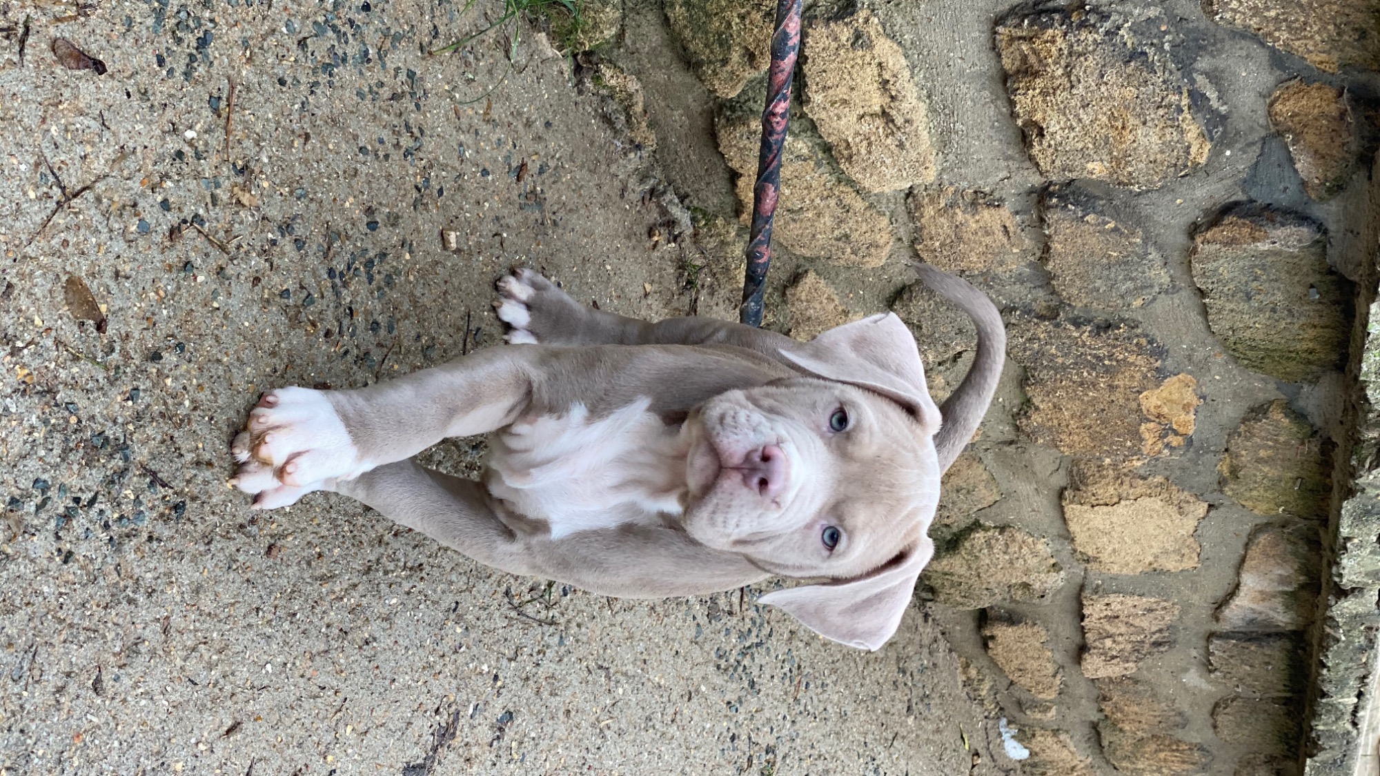 Chiot mâle bully xl