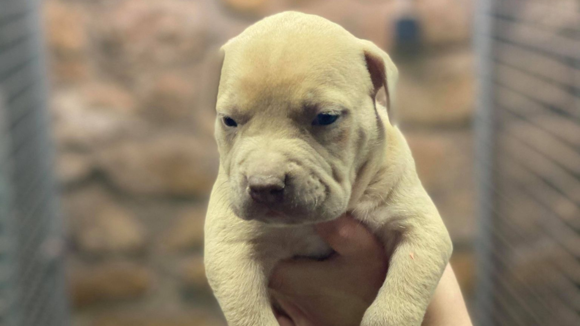 Chiot mâle bully xl