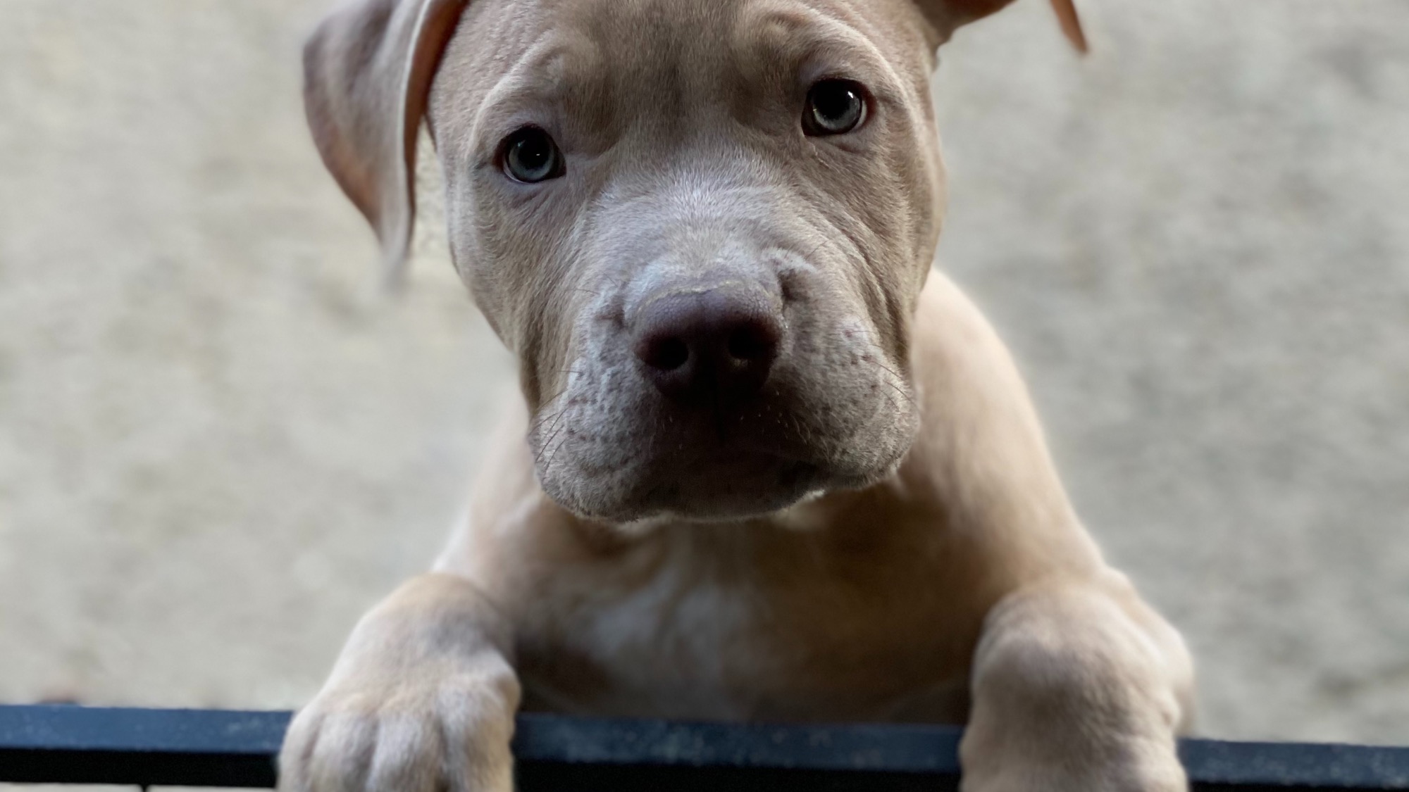 Chiot mâle bully xl