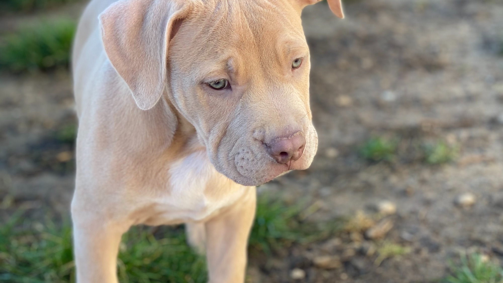 Chiot mâle bully xl