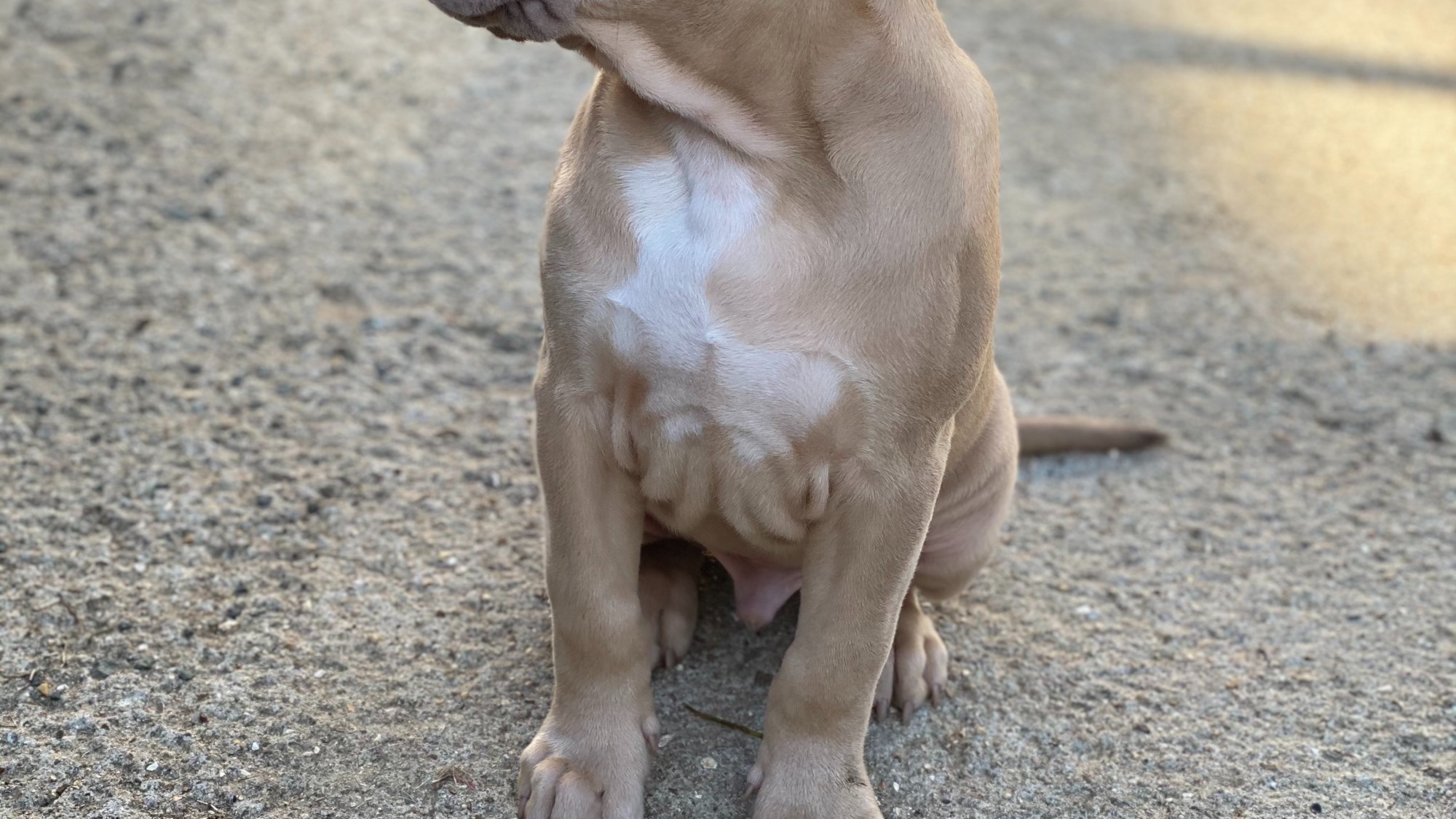 Chiot mâle bully xl