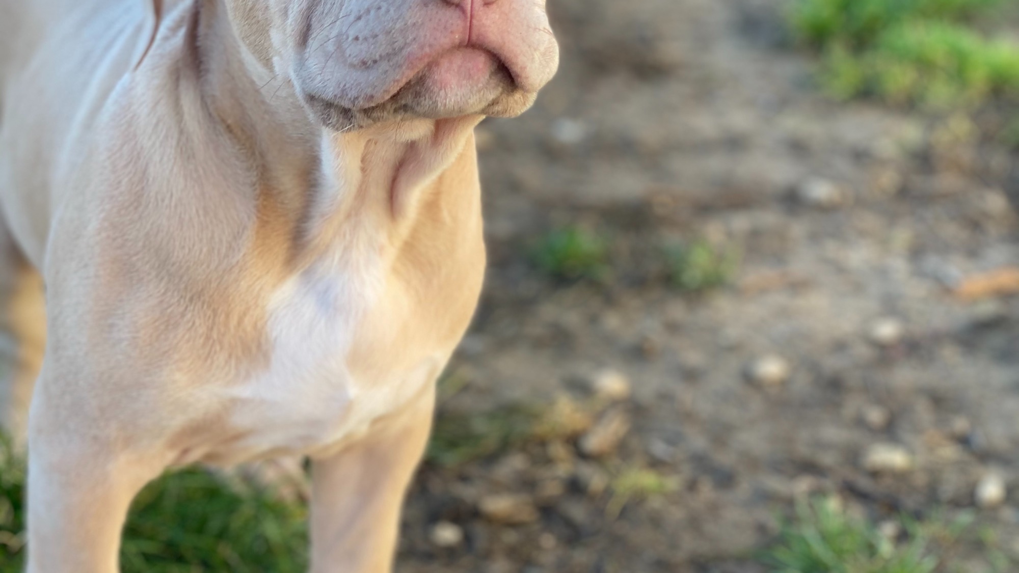 Chiot mâle bully xl