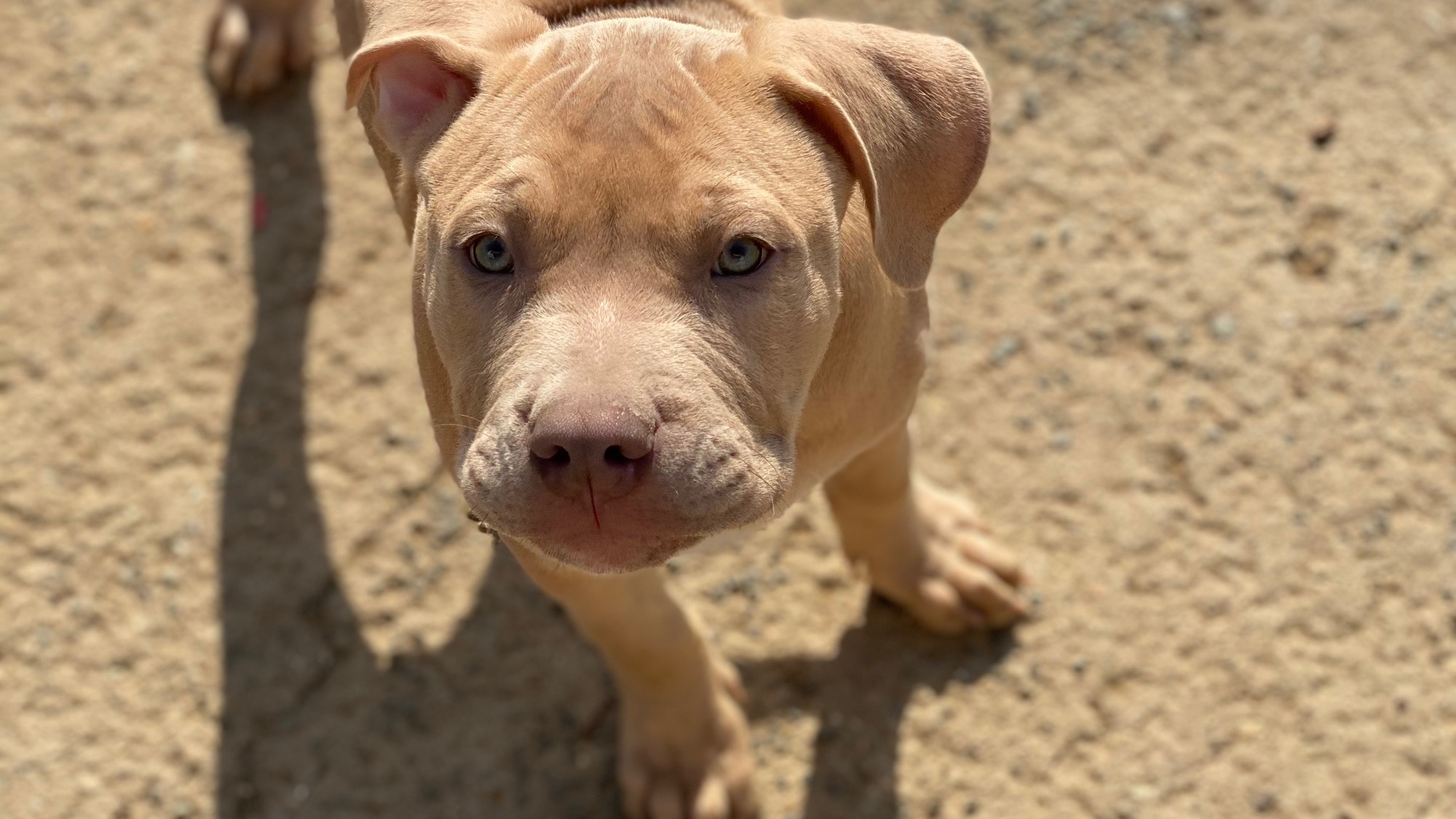 Chiot mâle bully xl