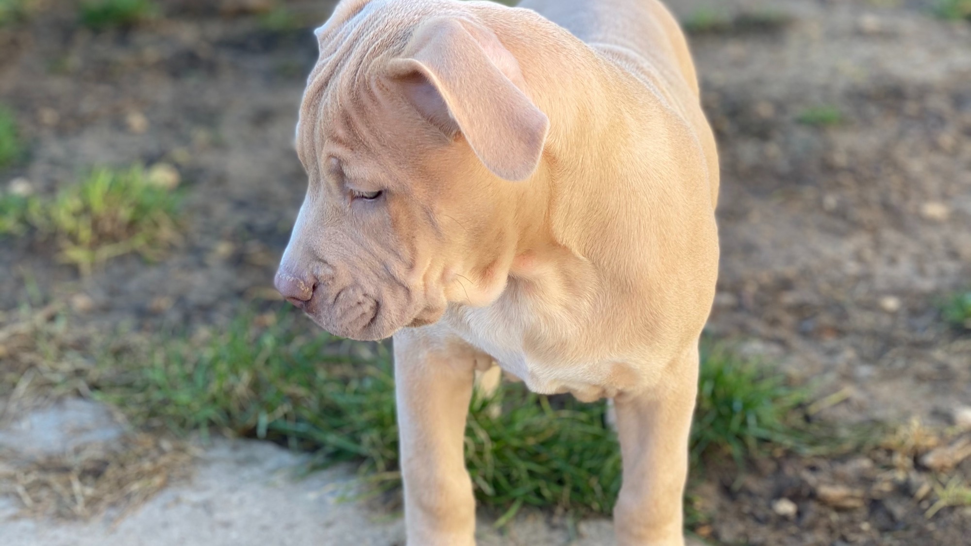 Chiot mâle bully xl