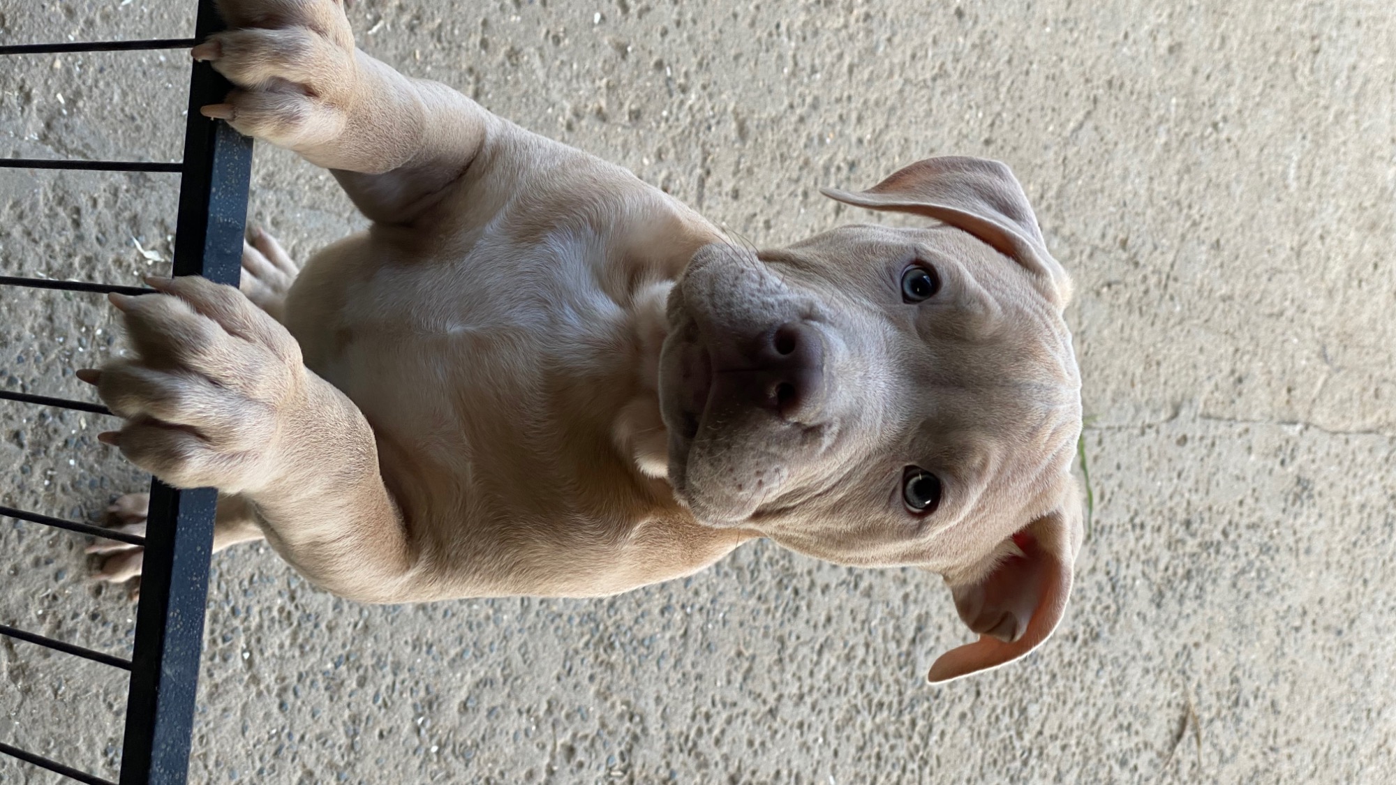 Chiot mâle bully xl