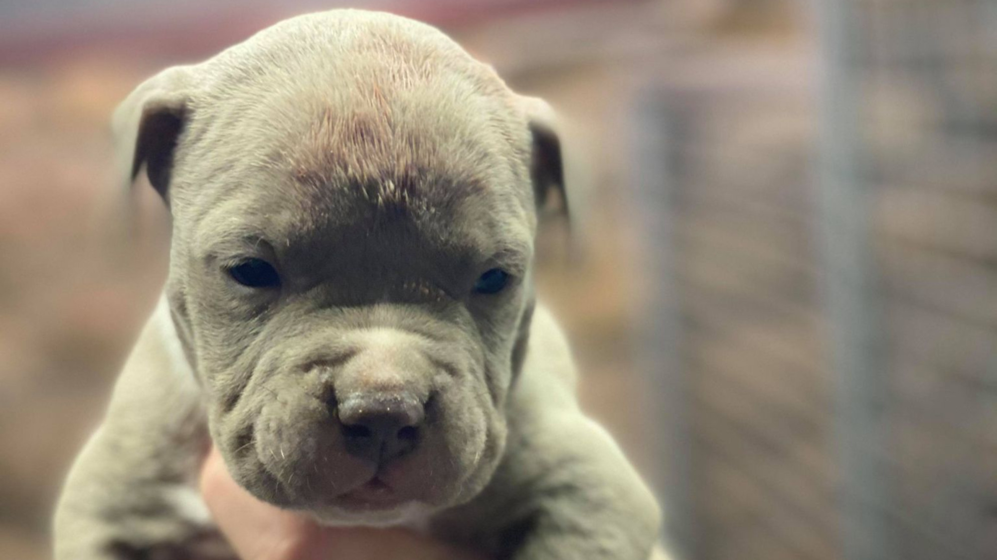 Chiot mâle bully xl