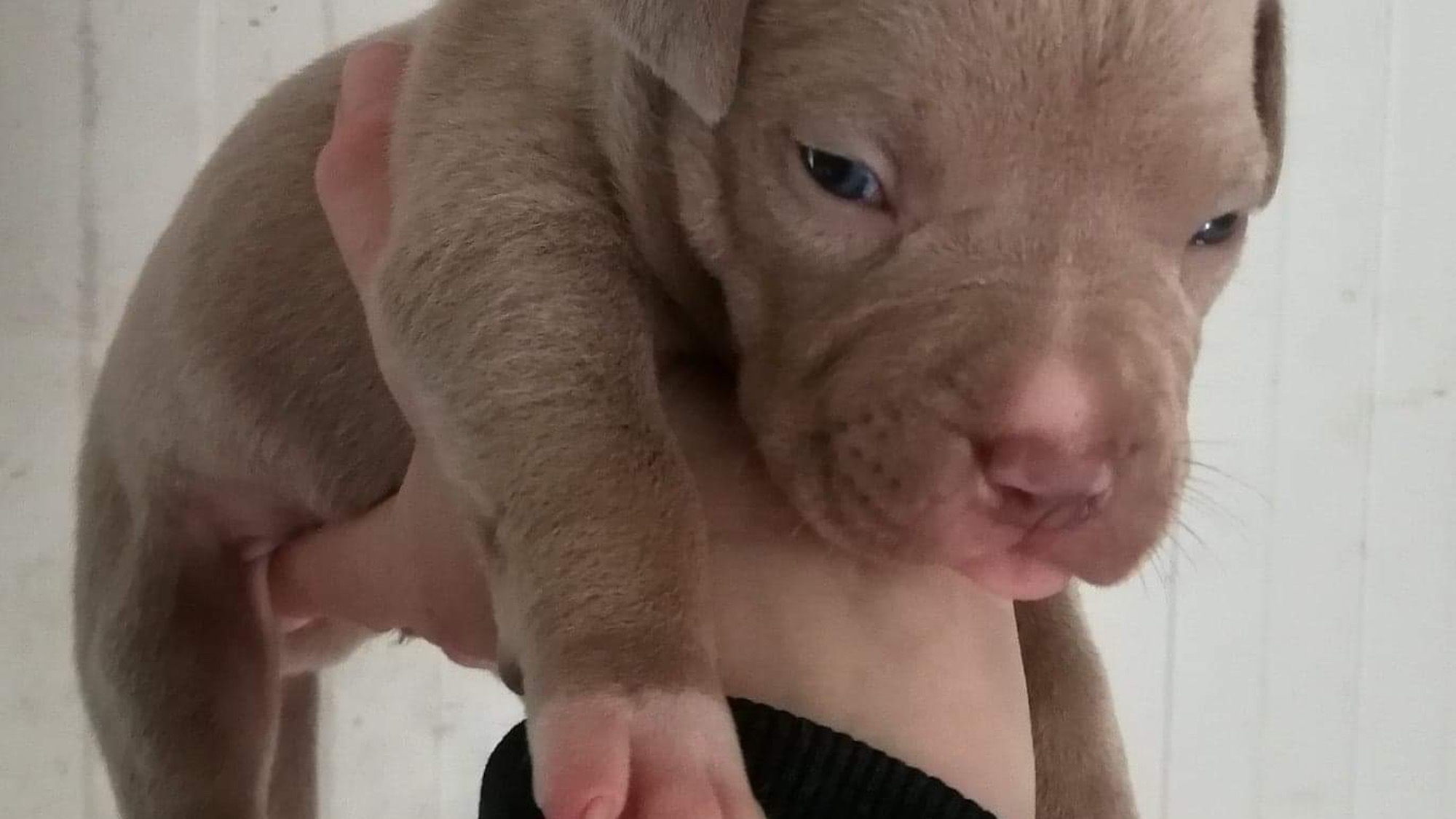 Chiot femelle bully xl