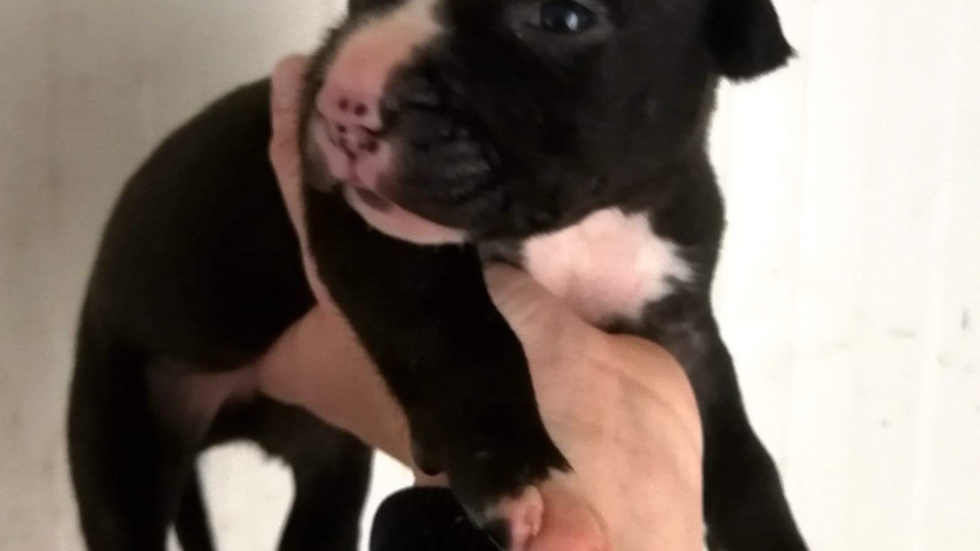 Chiot femelle bully xl