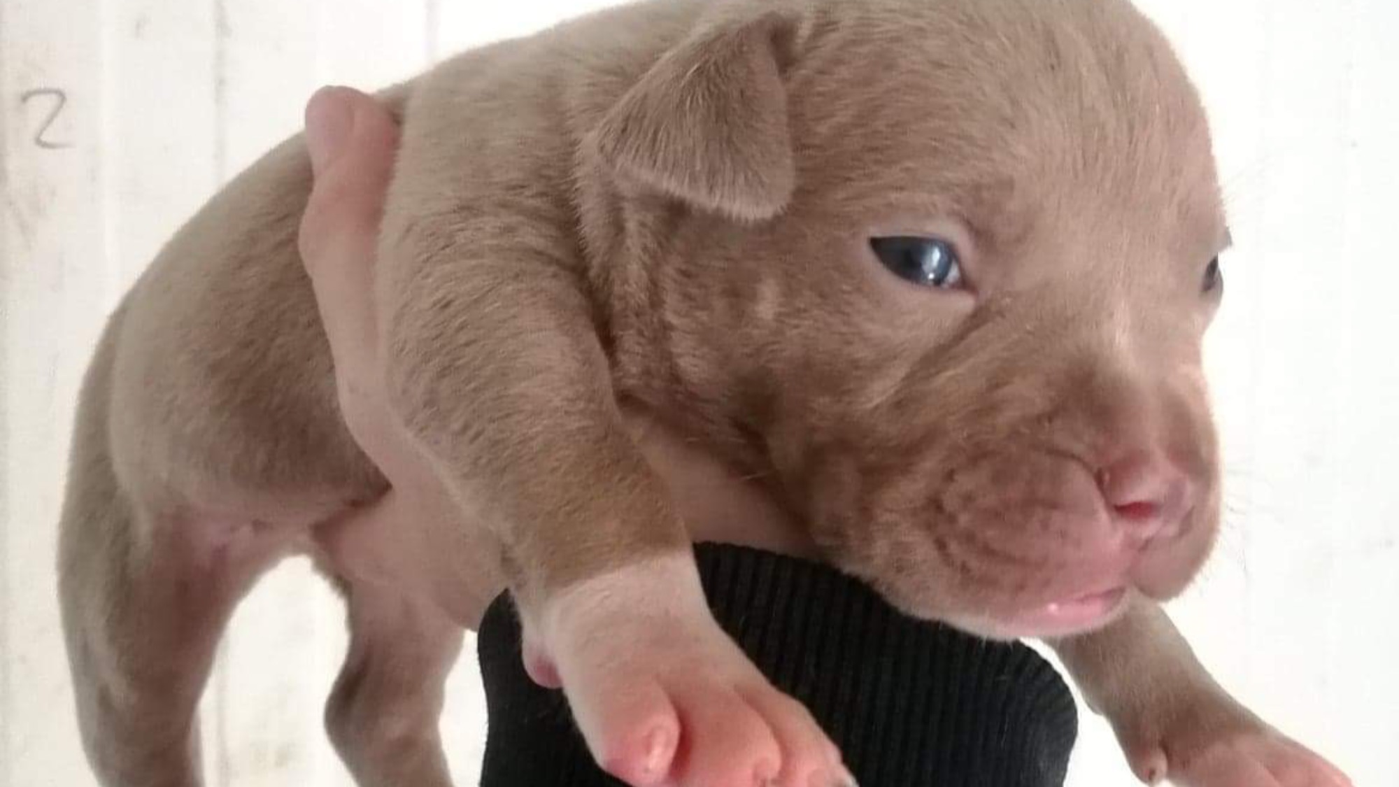 Chiot mâle bully xl