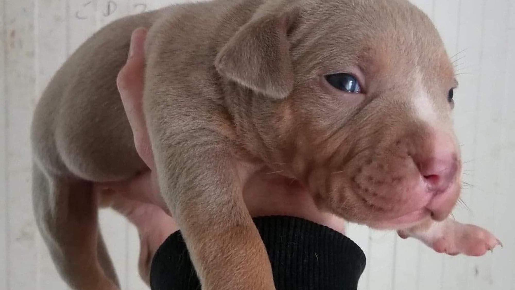 Chiot mâle bully xl