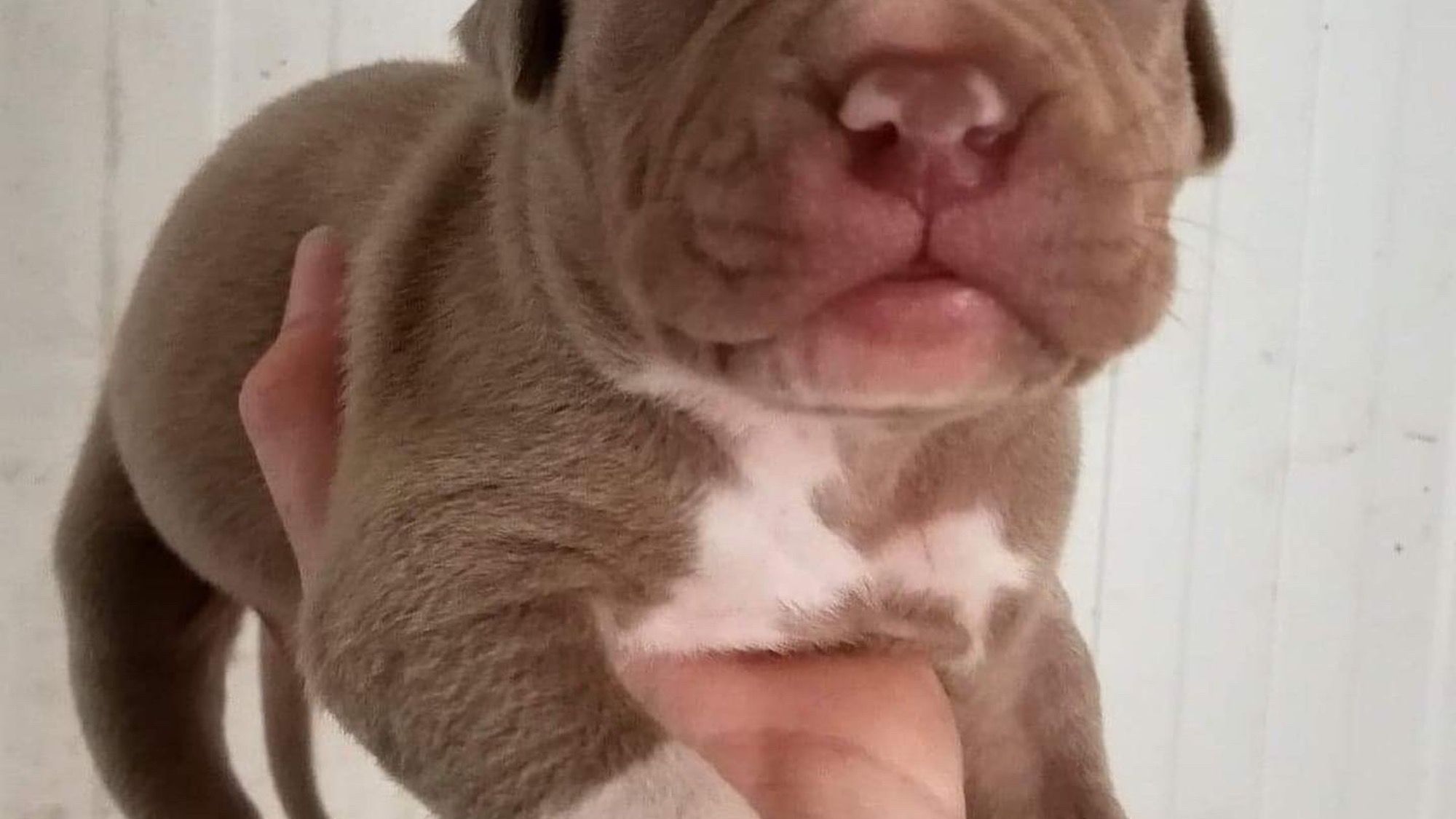 Chiot mâle bully xl