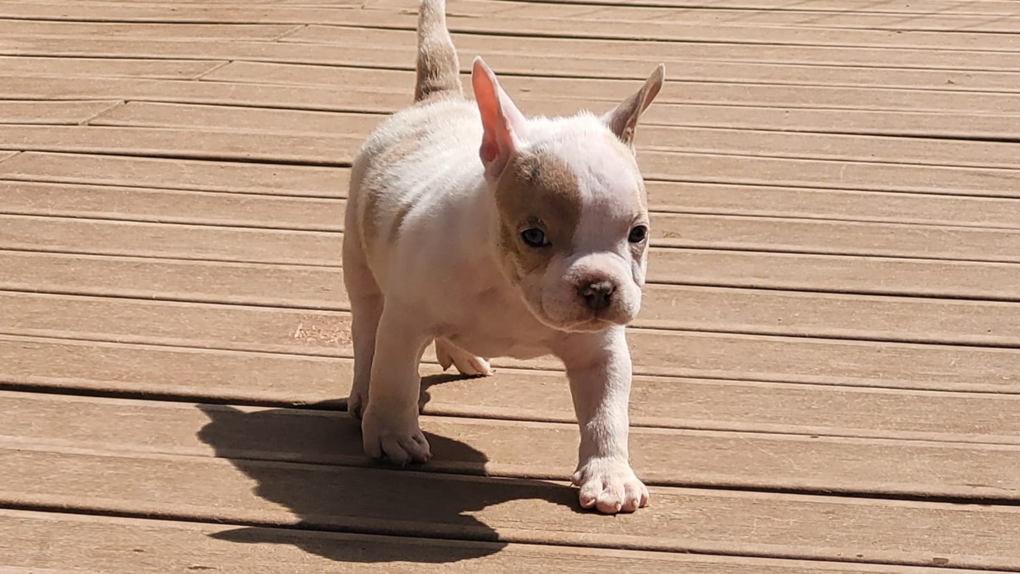 Chiot femelle bully micro merle lilac merle aux yeux bleus