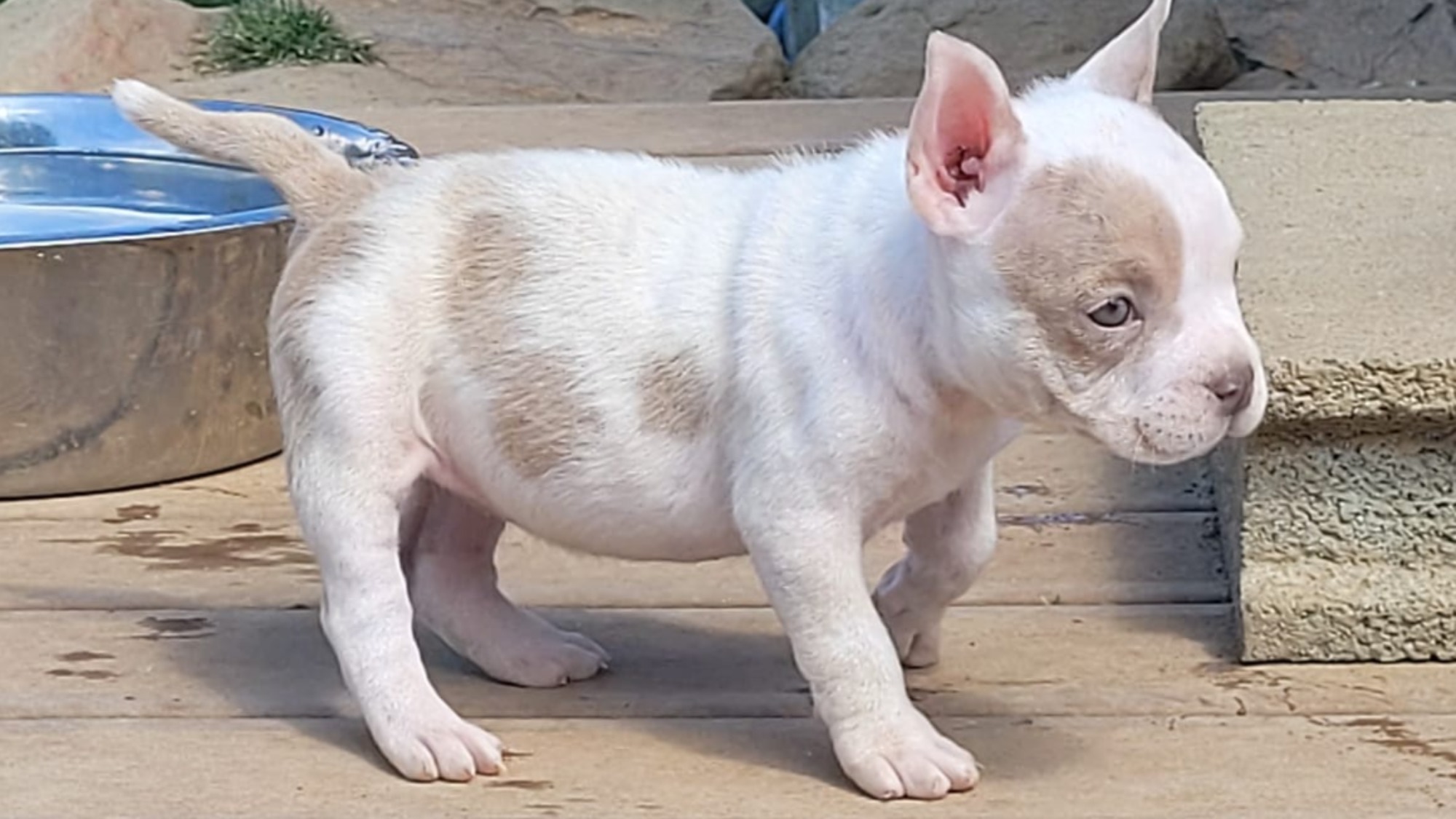 Chiot femelle bully micro merle lilac merle aux yeux bleus