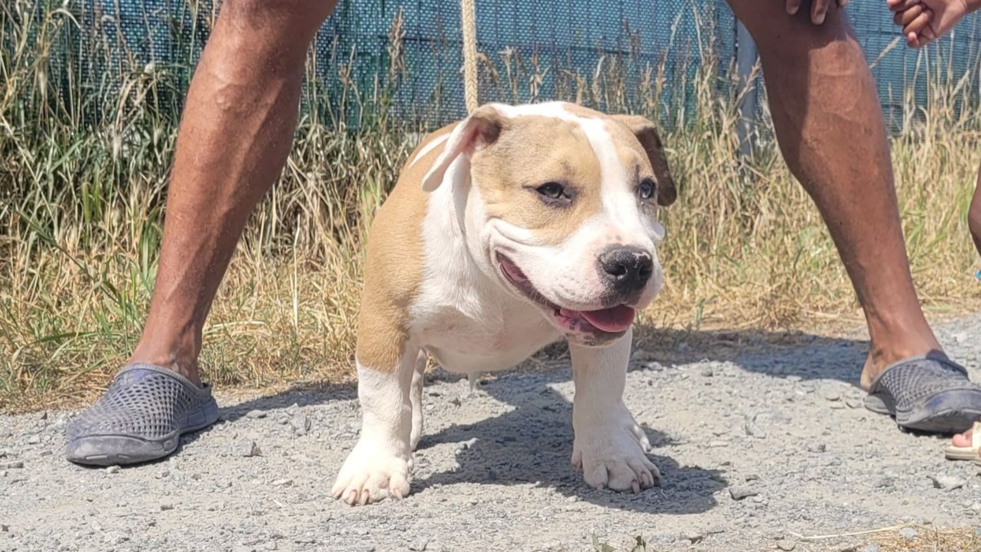 Chiot mâle bully micro merle fawn merle aux yeux marrons