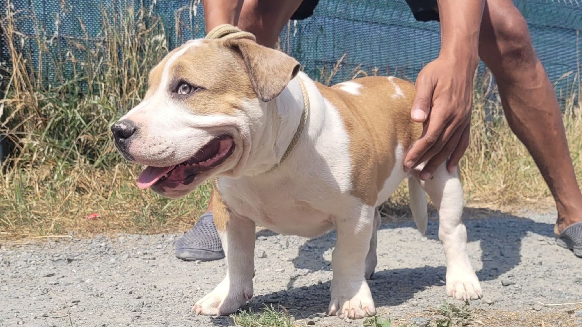 Chiot mâle bully micro merle fawn merle aux yeux marrons