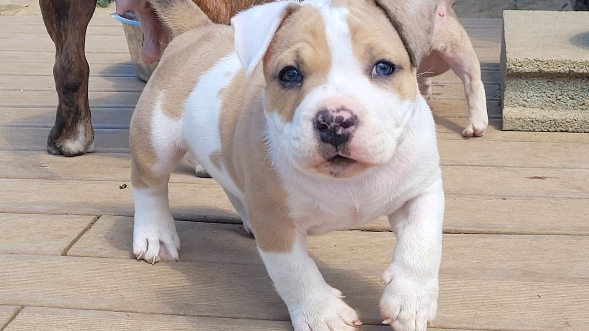 Chiot mâle bully micro merle fawn merle aux yeux marrons