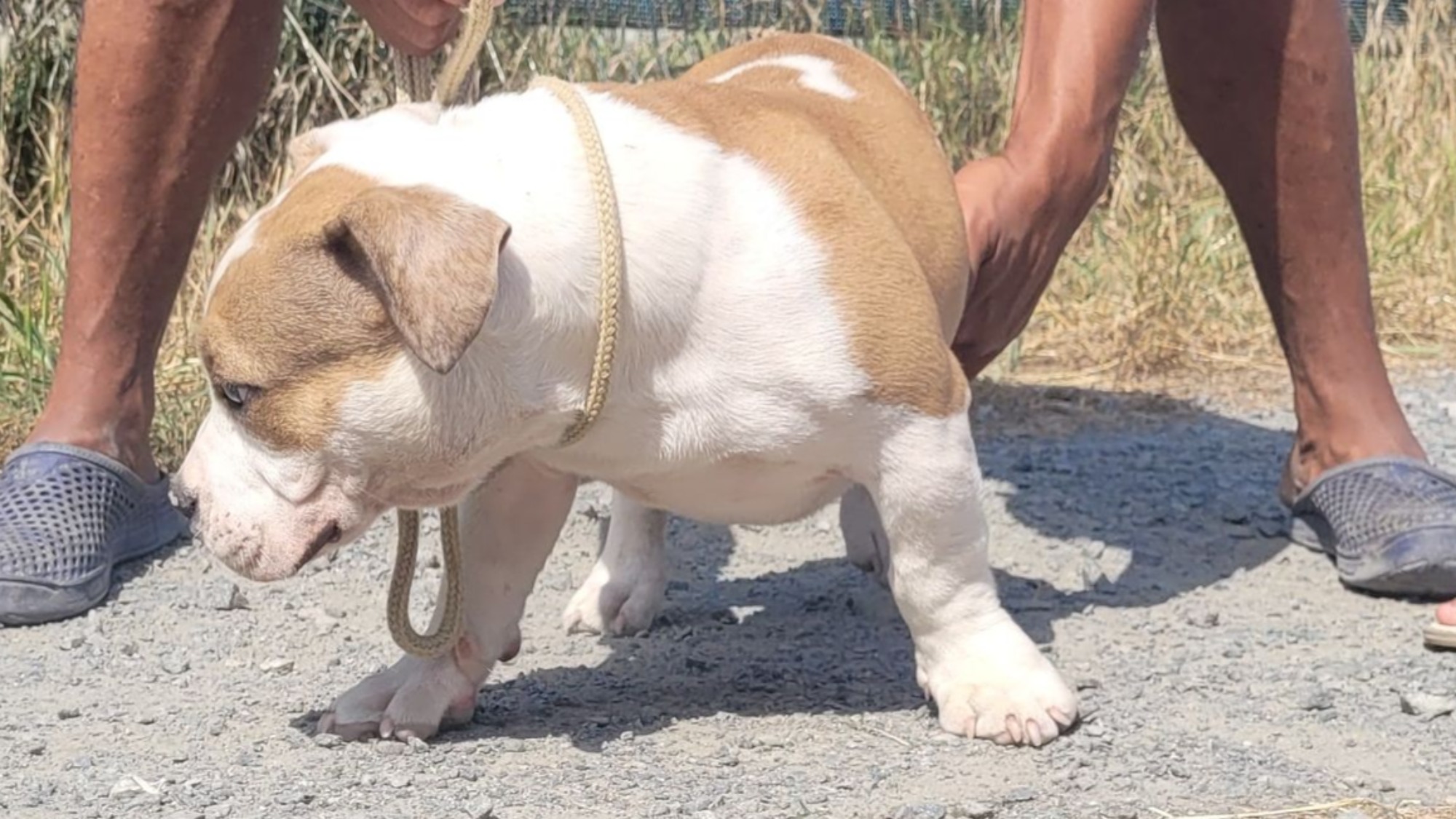 Chiot mâle bully micro merle fawn merle aux yeux marrons