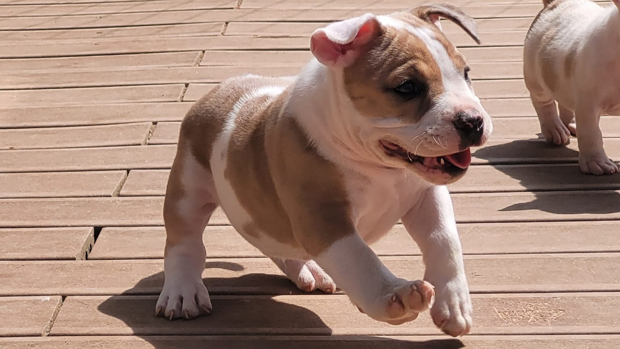 Chiot mâle bully micro merle fawn merle aux yeux marrons