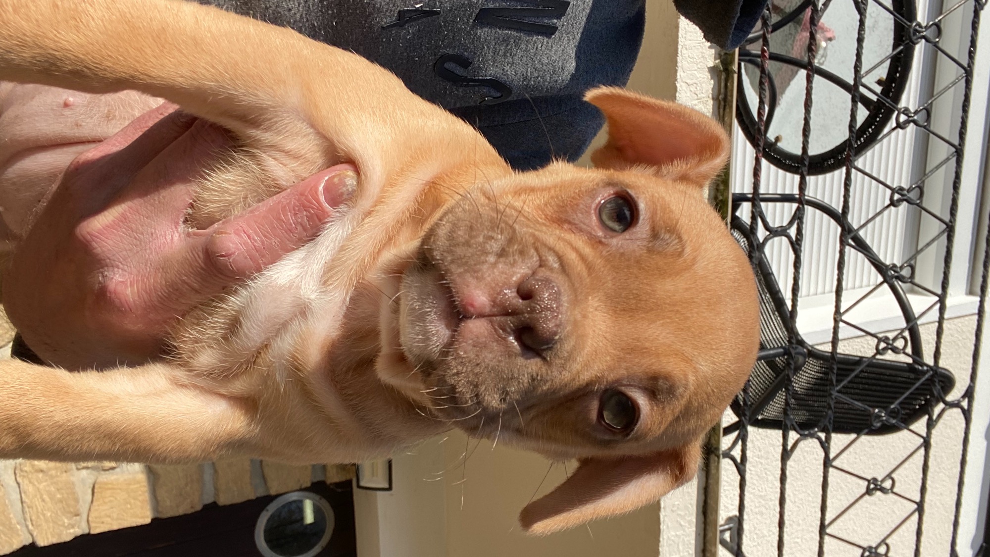 Chiot femelle bully micro fawn