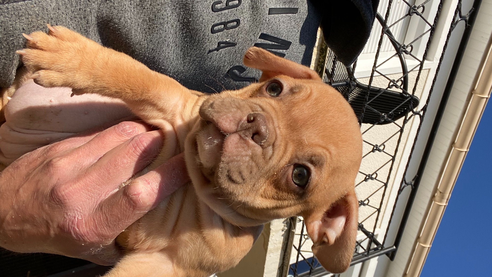 Chiot femelle bully micro fawn