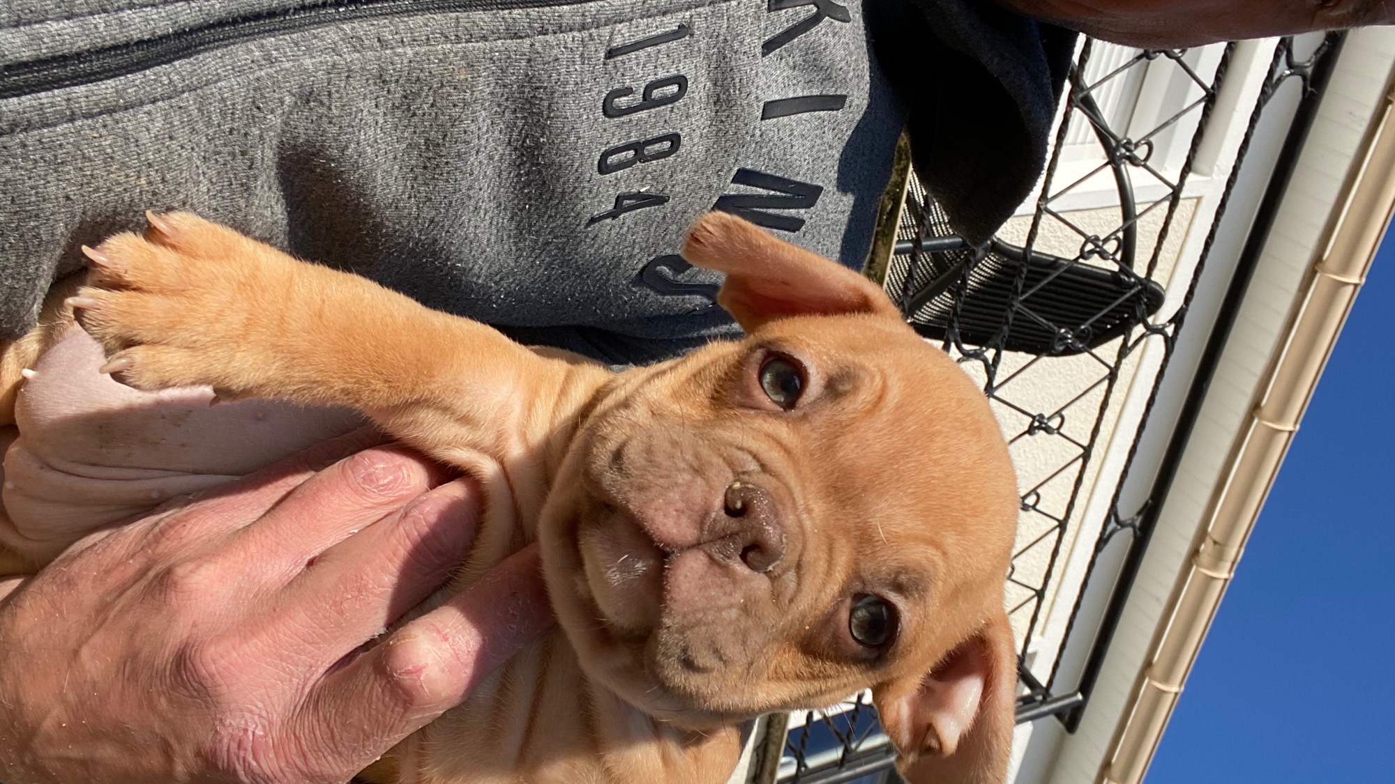 Chiot femelle bully micro fawn