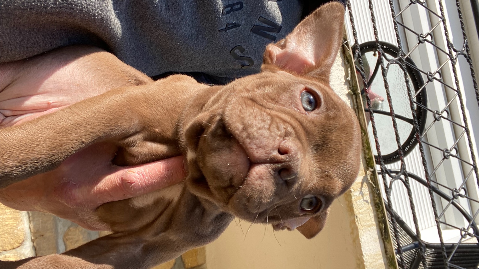 Chiot mâle bully micro chocolat