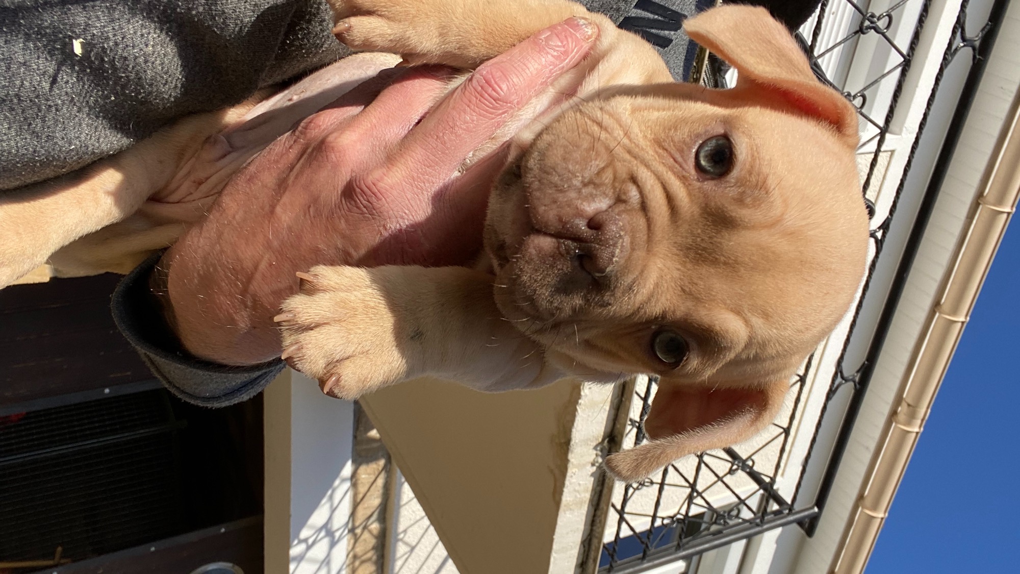 Chiot mâle bully micro champagne