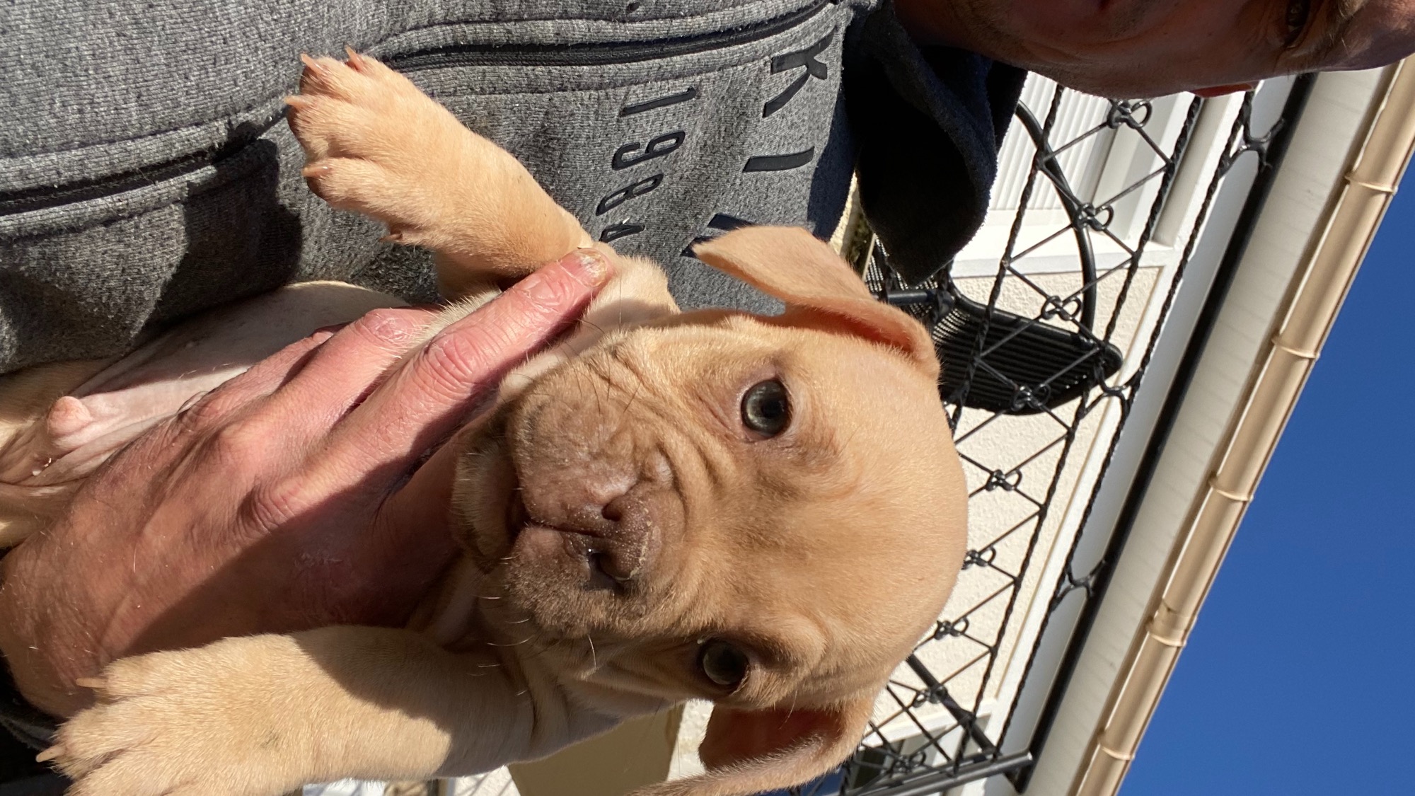 Chiot mâle bully micro champagne