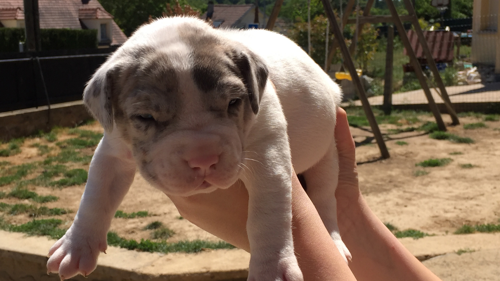 Chiot femelle bully xl blanc cocard merle