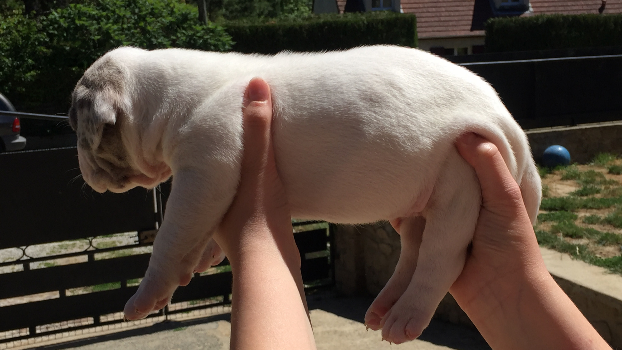 Chiot femelle bully xl blanc cocard merle