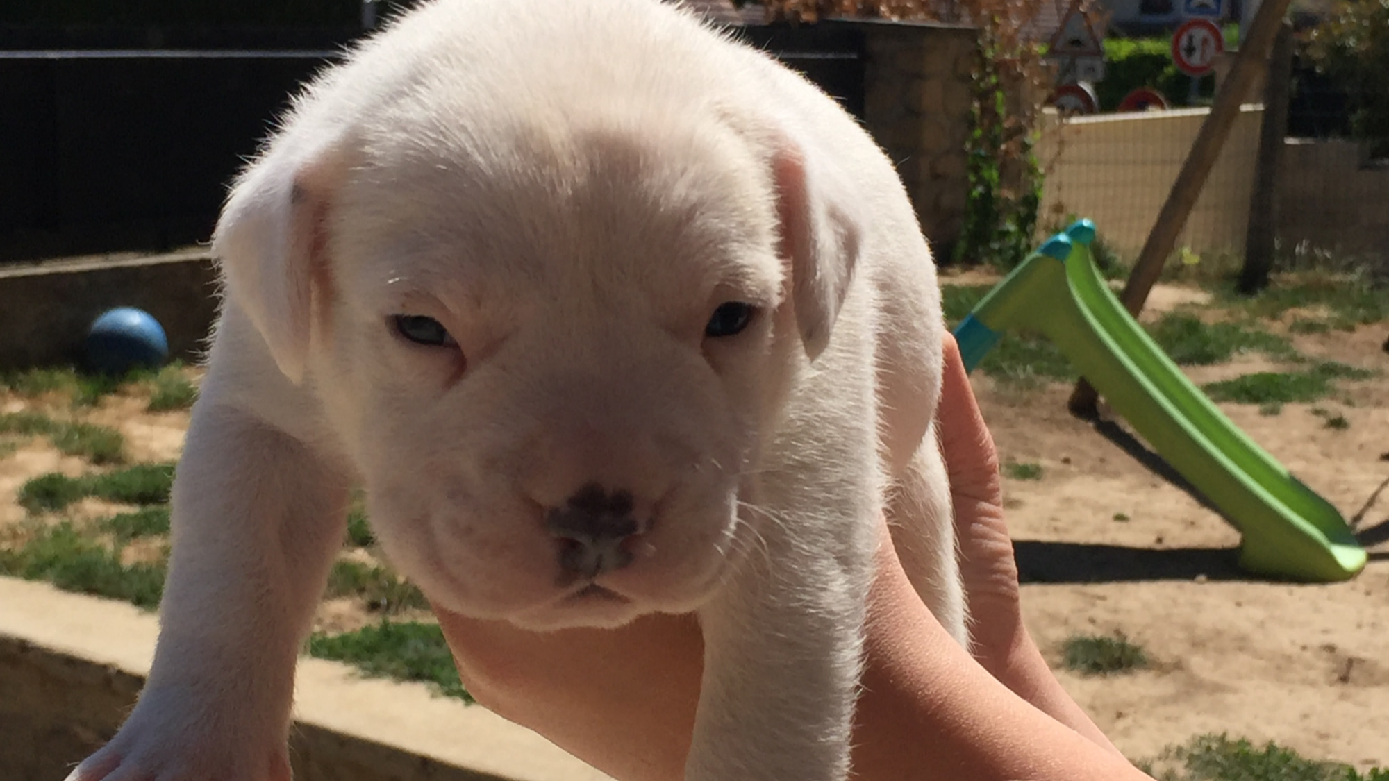 Chiot mâle bully xl full white