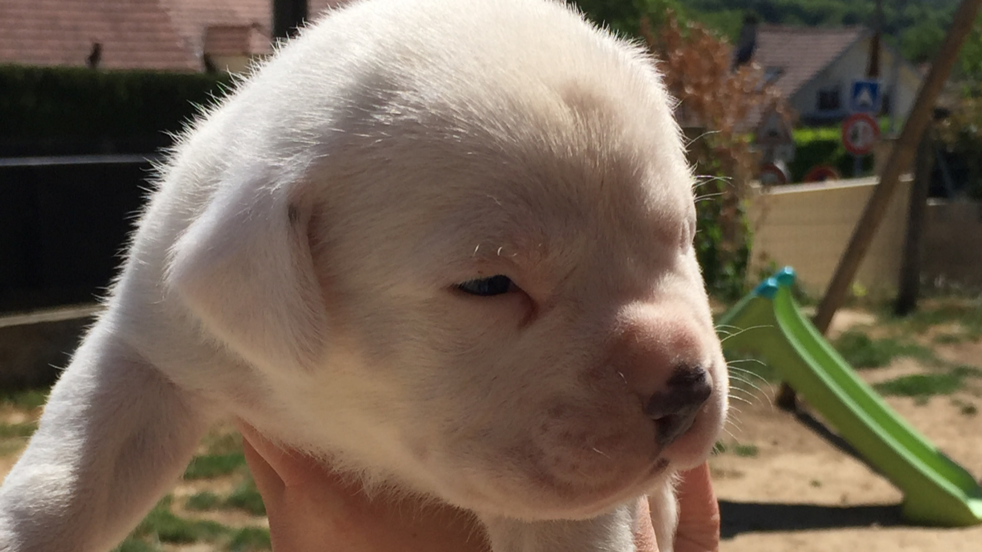 Chiot mâle bully xl full white