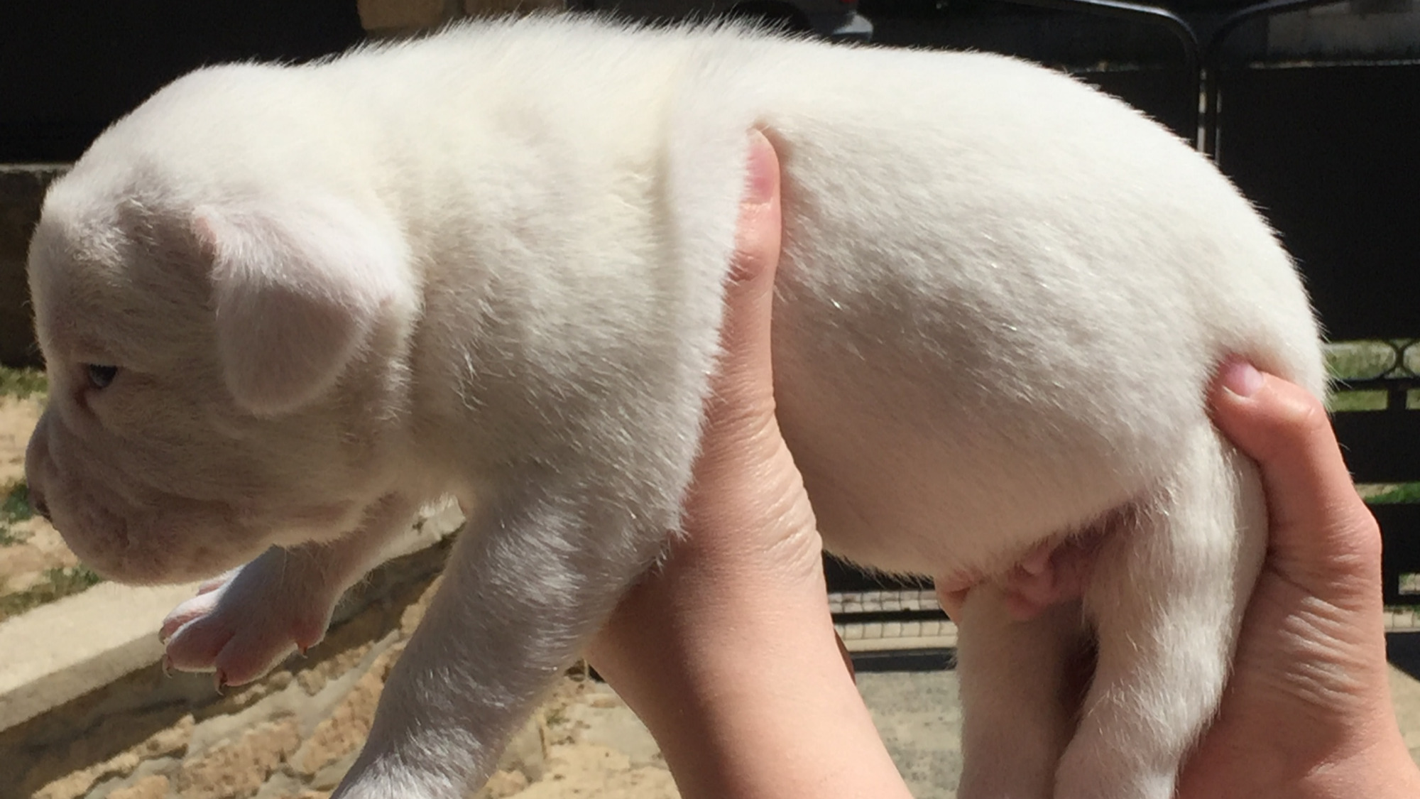 Chiot mâle bully xl full white