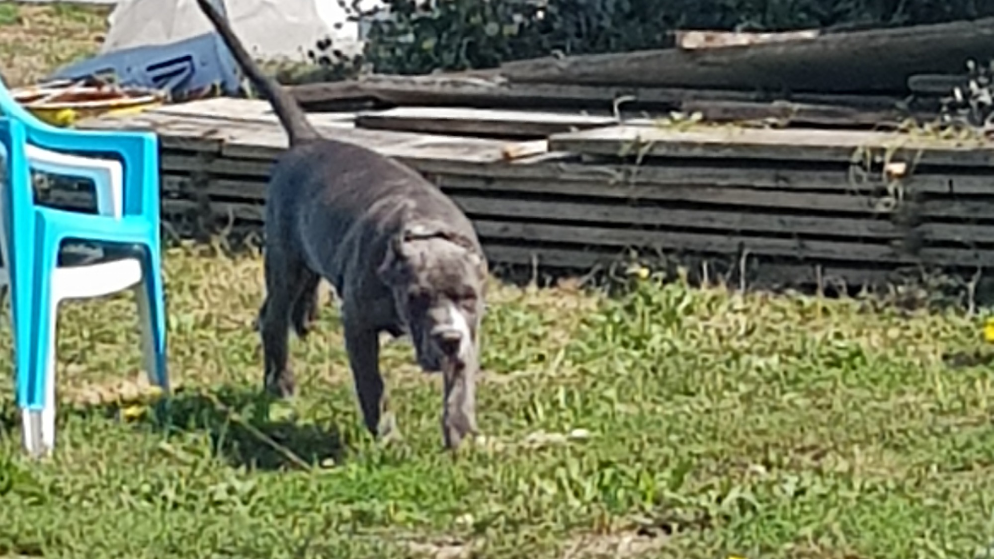 Chiot femelle bully xl bleue aux yeux bleus