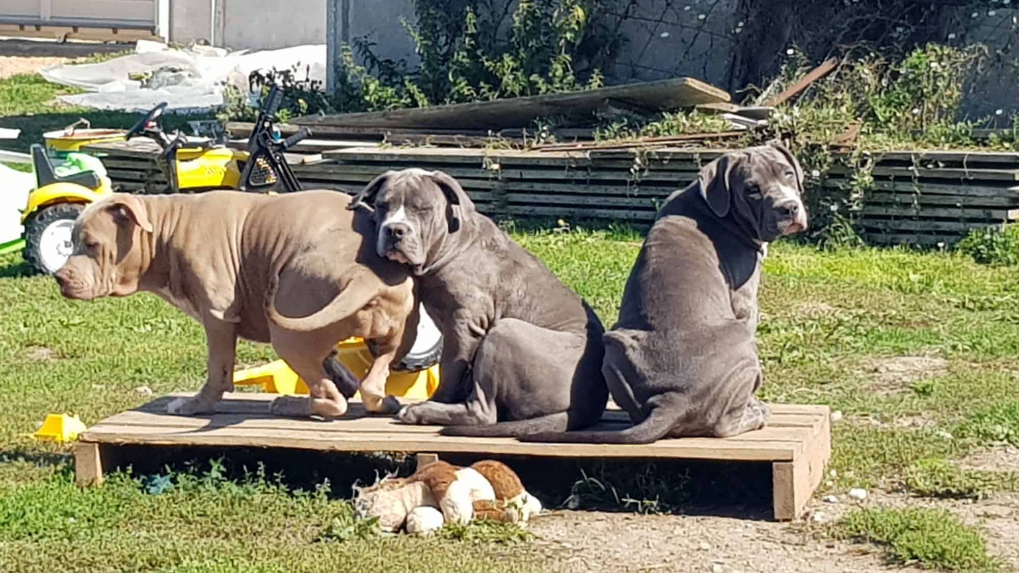 Chiot femelle bully xl bleue aux yeux bleus