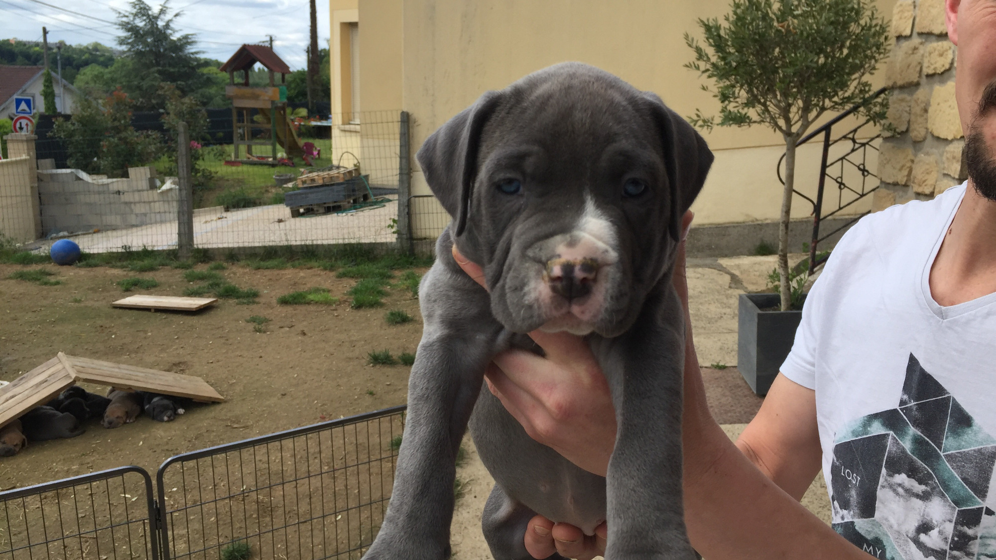 Chiot femelle bully xl bleue aux yeux bleus