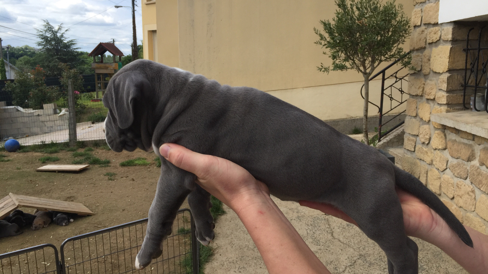 Chiot femelle bully xl bleue aux yeux bleus