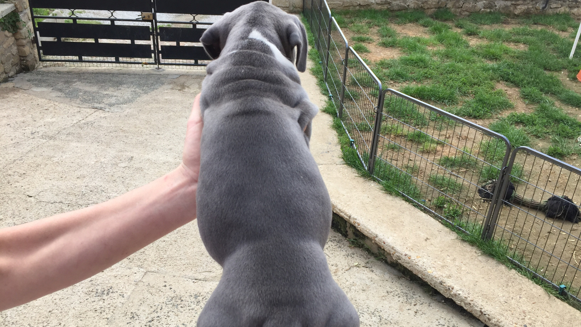 Chiot femelle bully xl bleue aux yeux bleus