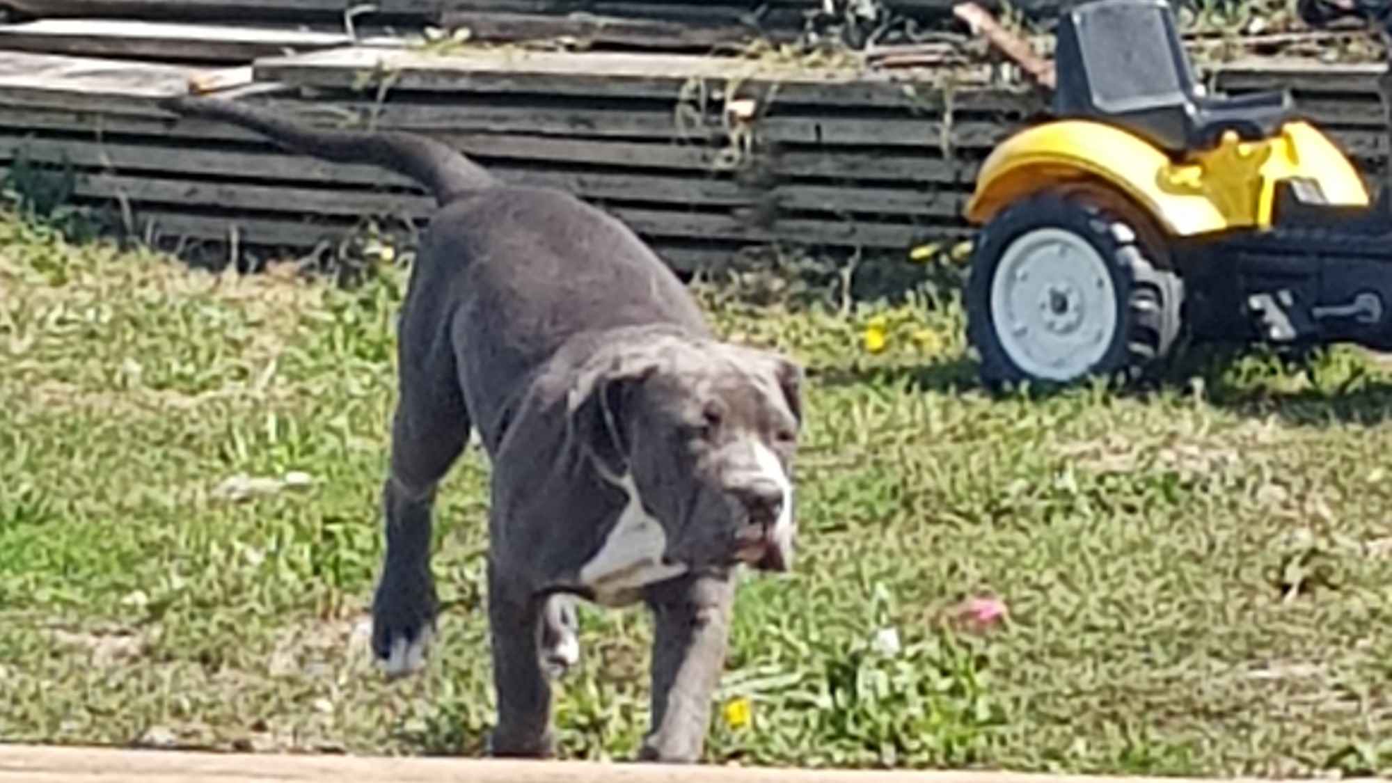 Chiot femelle bully xl bleue aux yeux bleus