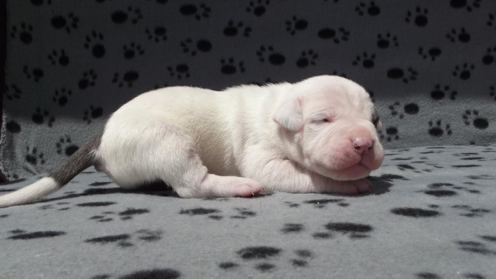 Chiot femelle bully xl blanche