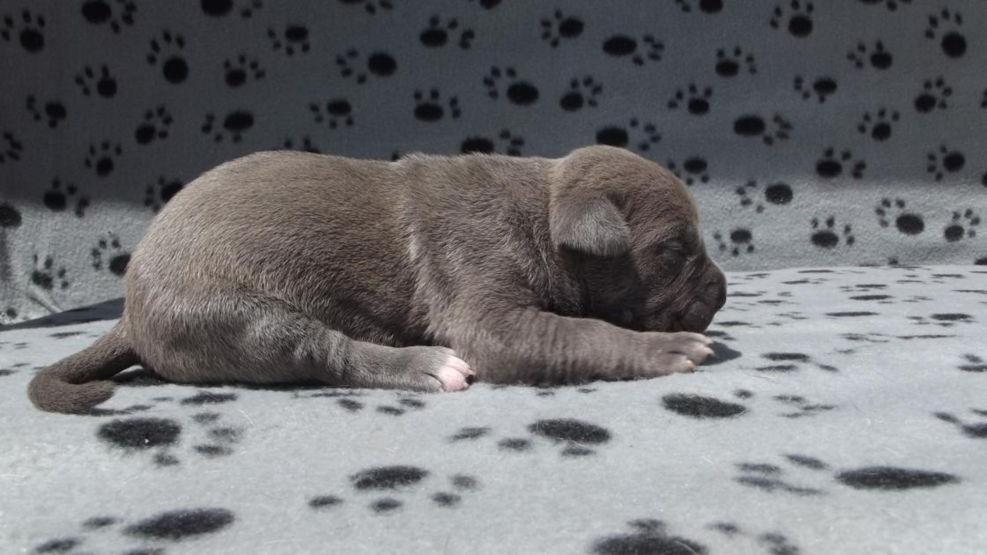 Chiot femelle bully xl bleue