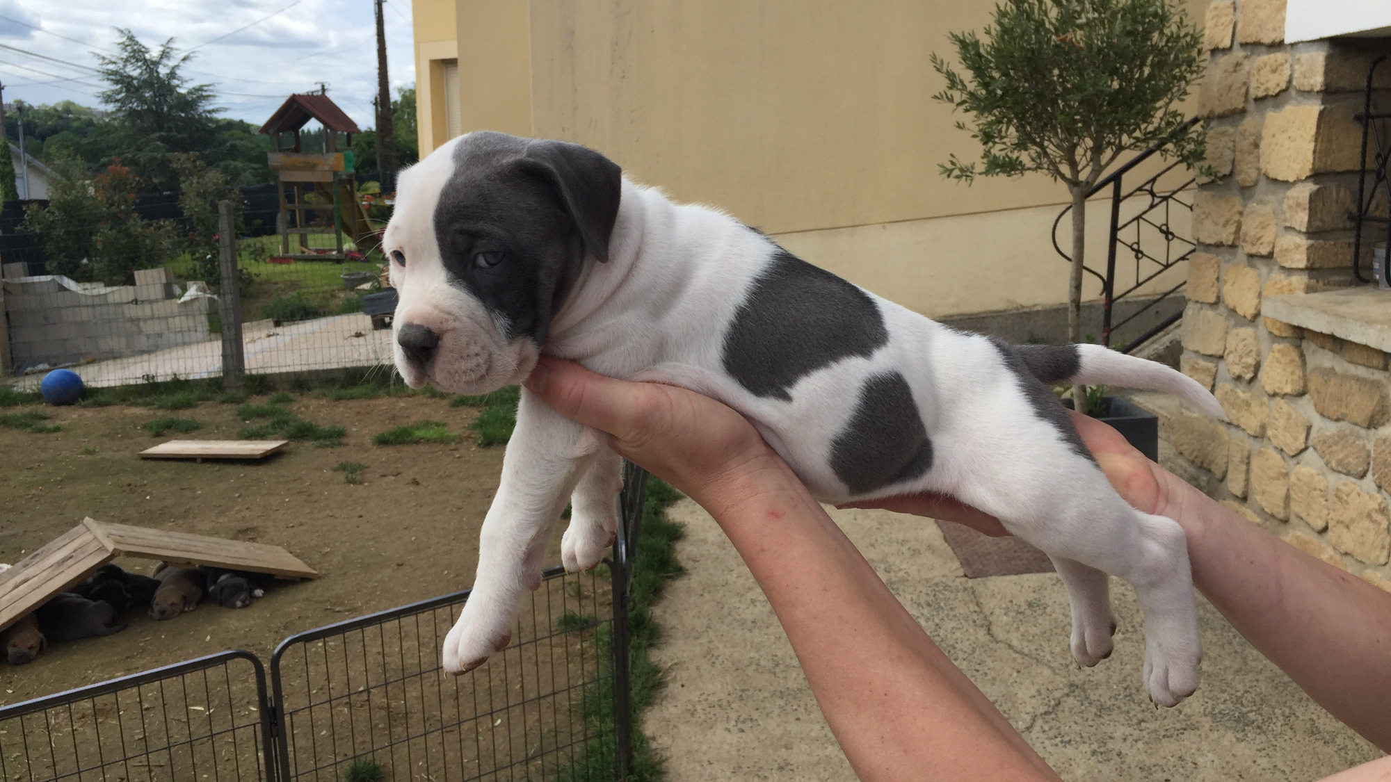 Chiot femelle bully xl blanc-bleu aux yeux bleus