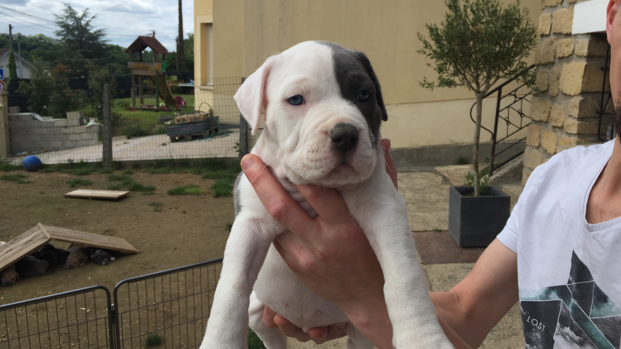 Chiot femelle bully xl blanc-bleu aux yeux bleus