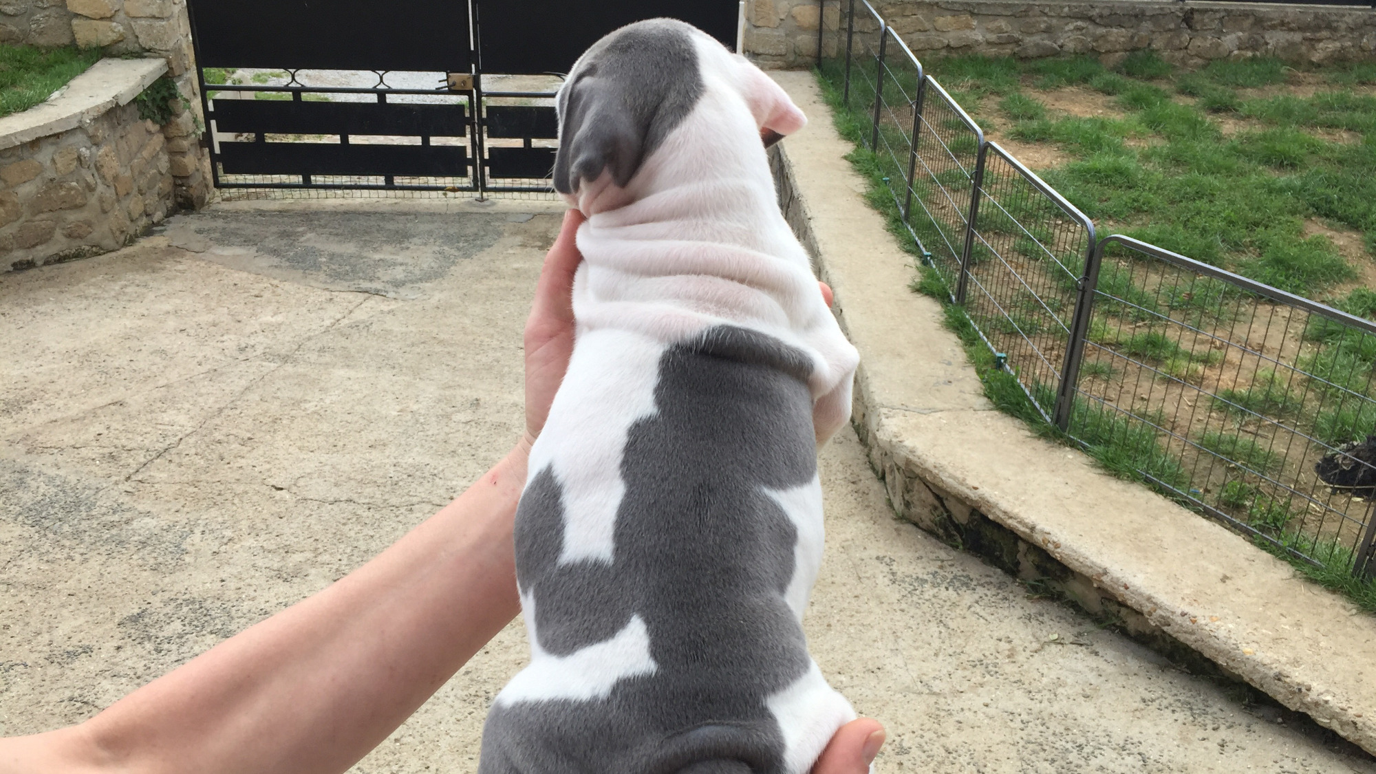 Chiot femelle bully xl blanc-bleu aux yeux bleus