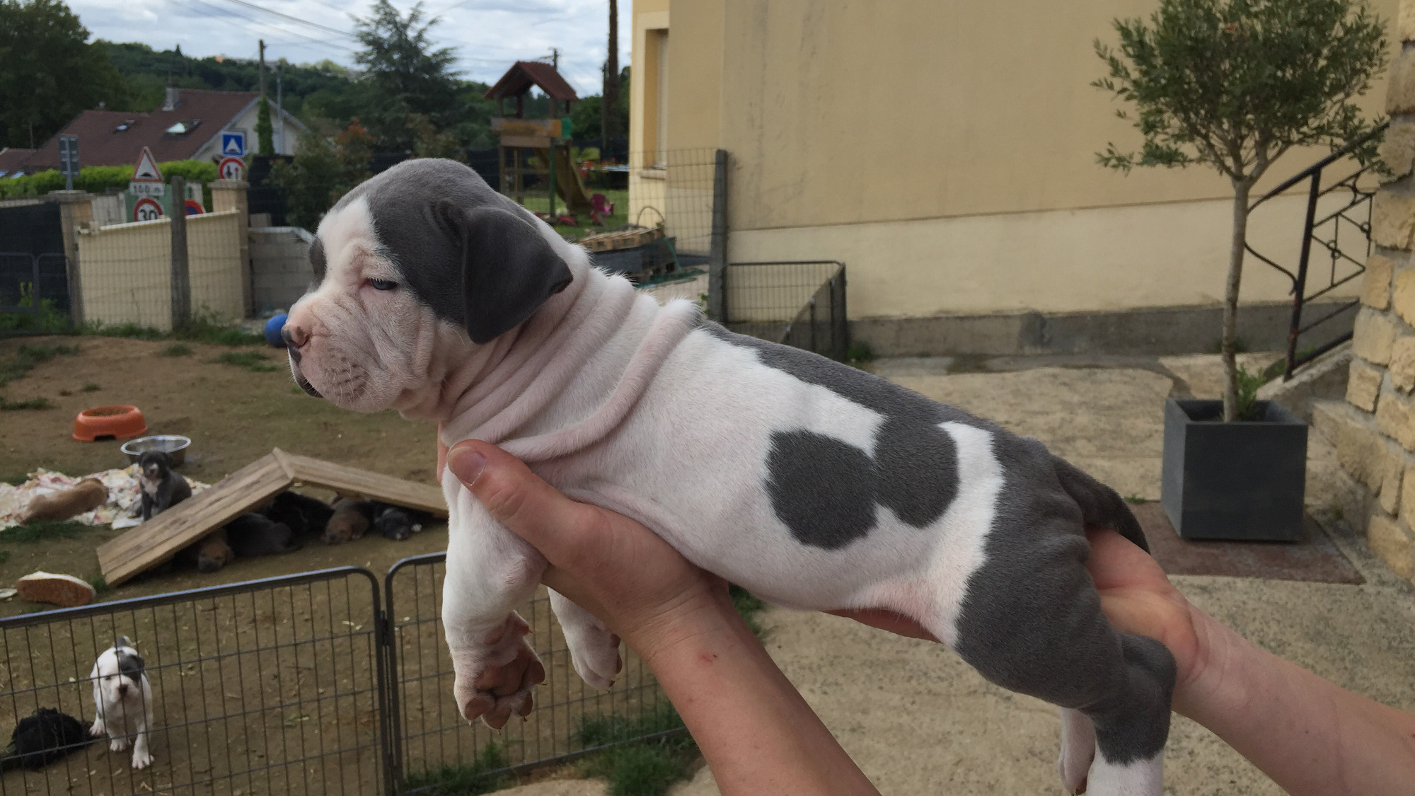 Chiot femelle bully xl blanc-bleu aux yeux bleus