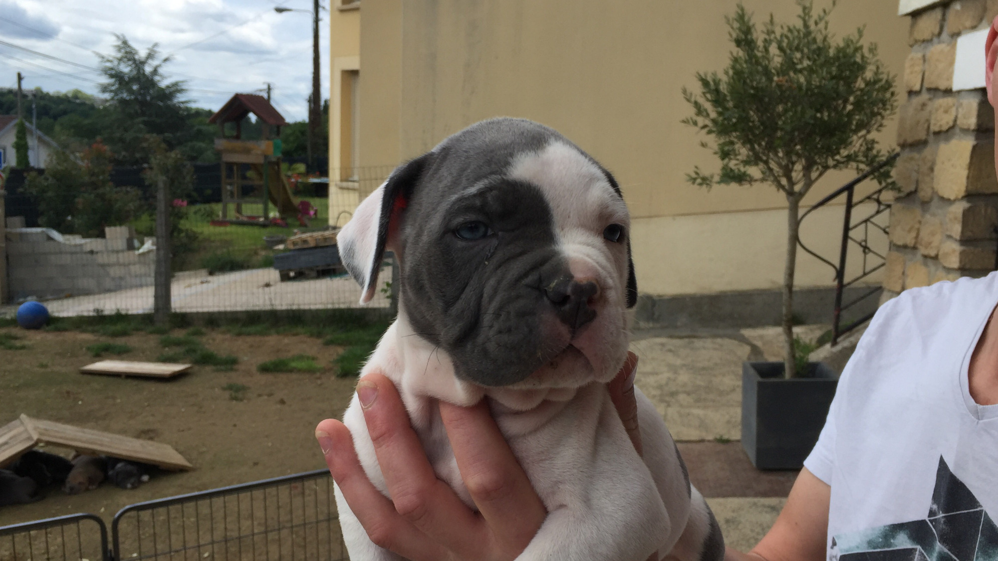 Chiot femelle bully xl blanc-bleu aux yeux bleus