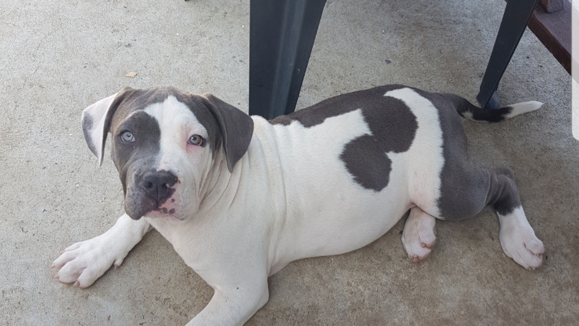 Chiot femelle bully xl blanc-bleu aux yeux bleus