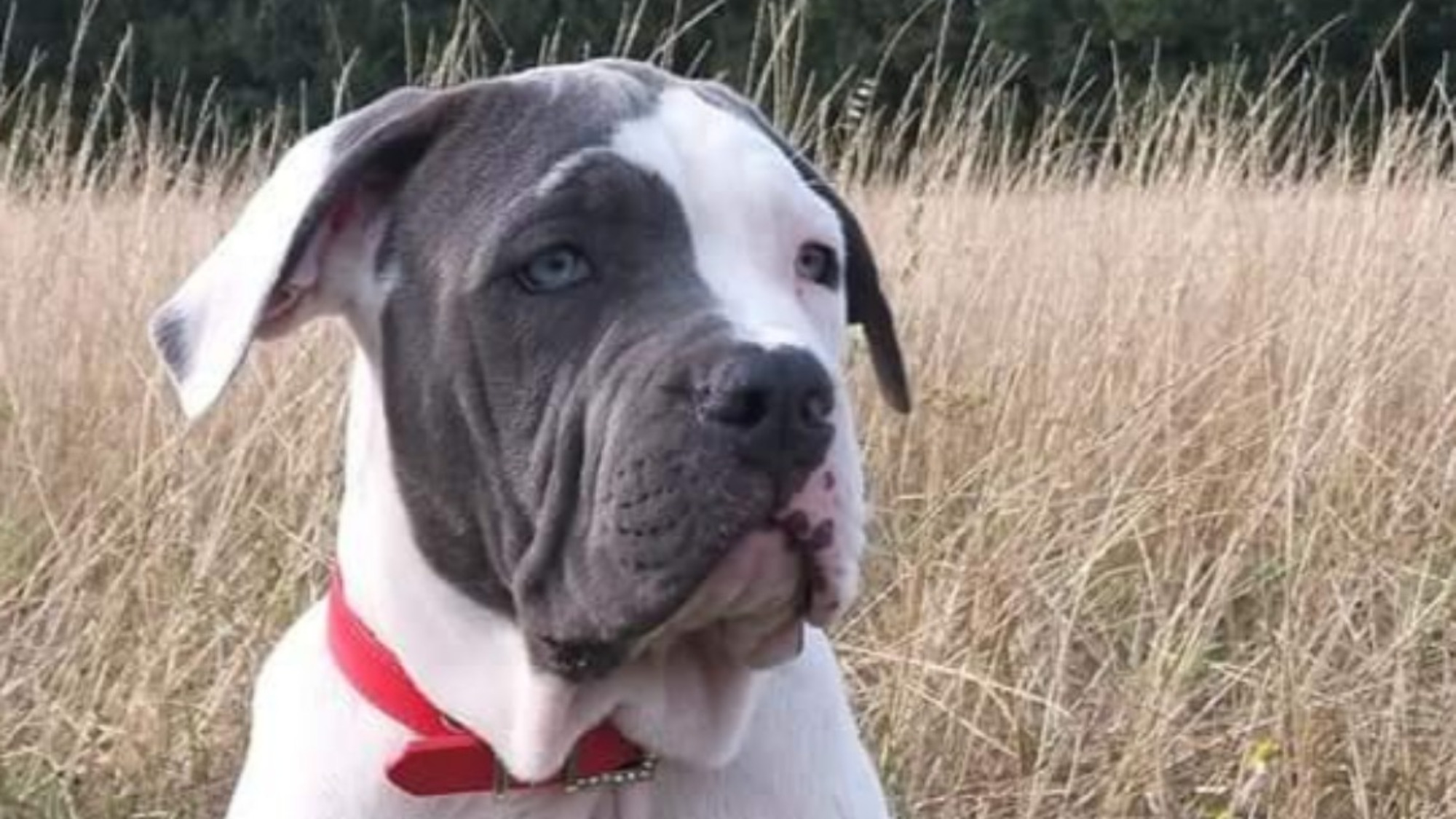 Chiot femelle bully xl blanc-bleu